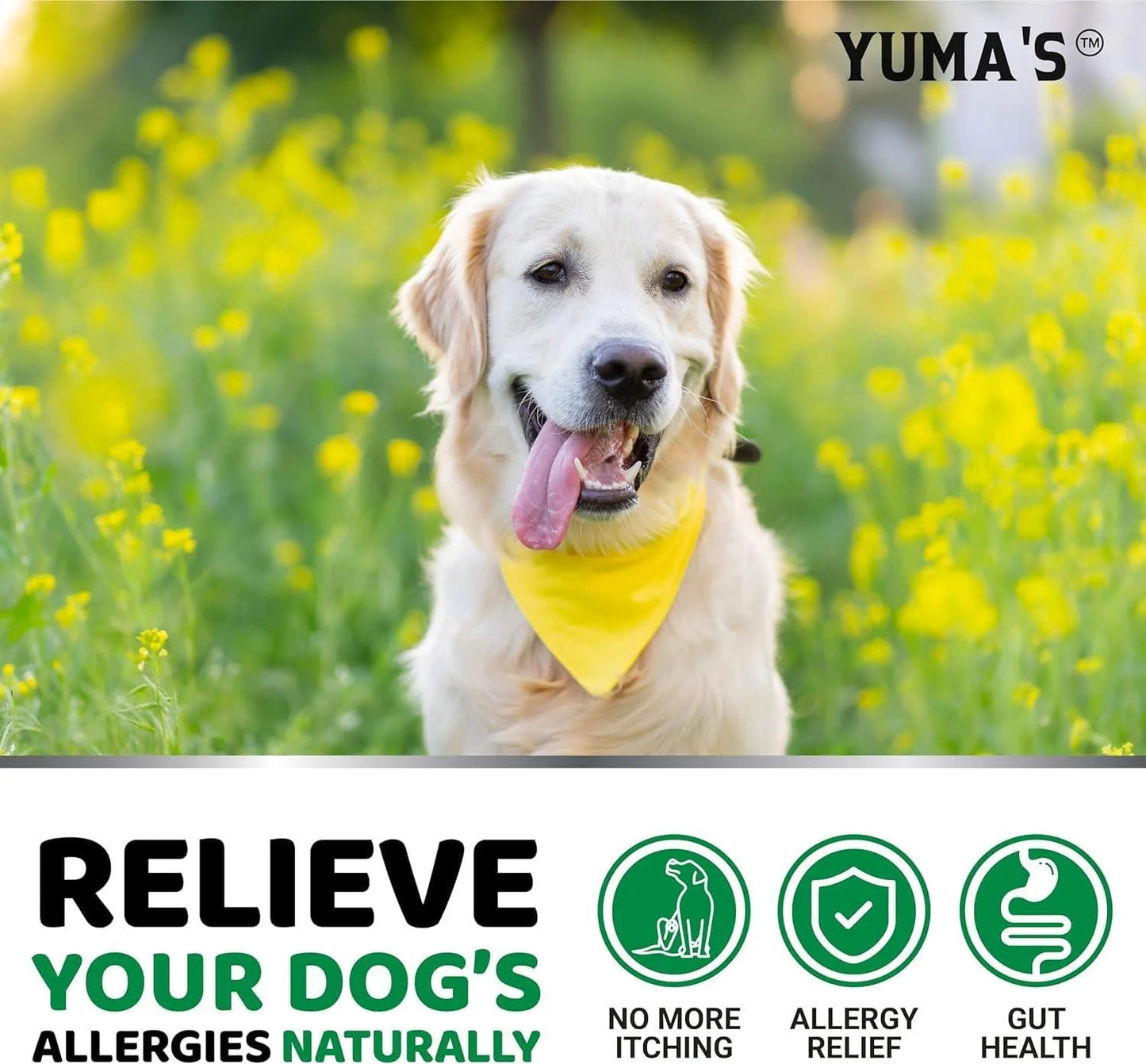 2 Pack Dog Allergy Relief Chews Dog Itching Skin Relief Treatment Pills anti Itch for Dogs Itchy and Paw Licking Dry Skin & Hot Spots Omega 3 Fish Oil Skin & Coat Supplement